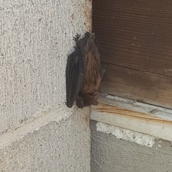 bat removal and control