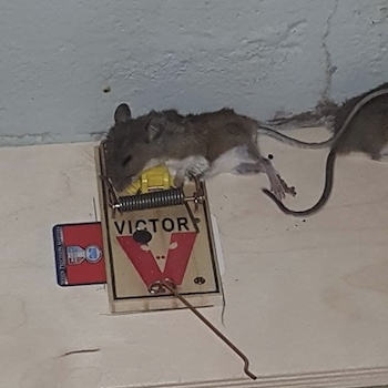Rodent removal